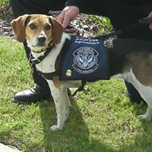 Kinsley, a member of the 2017 Beagle Brigade.