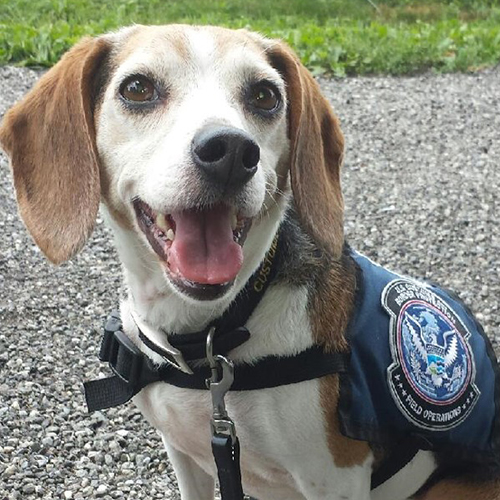 Mattie, a member of the 2017 Beagle Brigade.