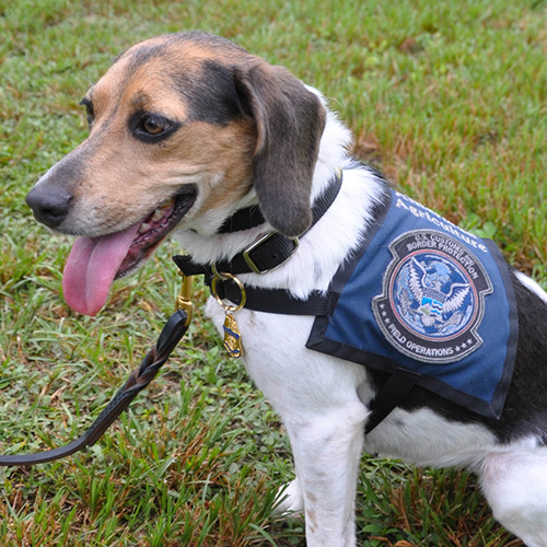 Millie, a member of the 2017 Beagle Brigade.