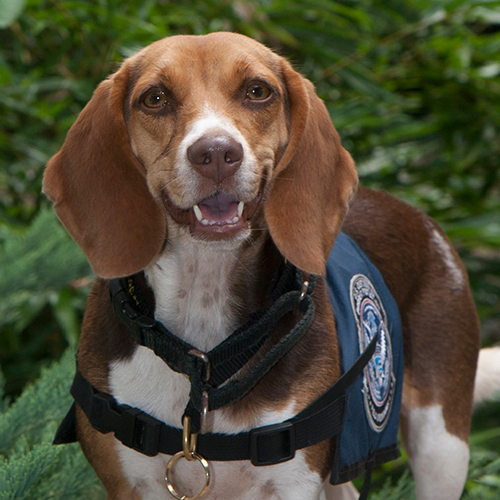 Nella, a member of the 2017 Beagle Brigade.