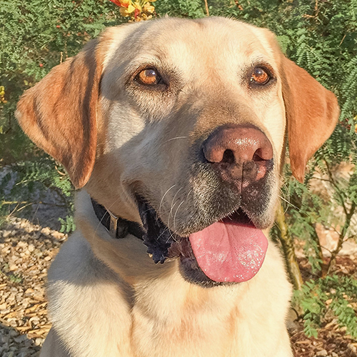 Oso, a member of the 2017 Beagle Brigade.
