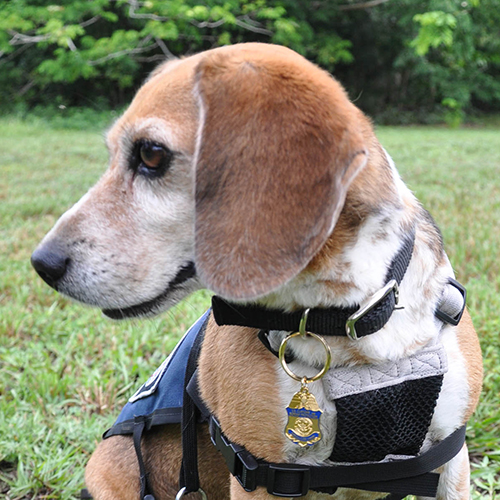 Pepper, a member of the 2017 Beagle Brigade.