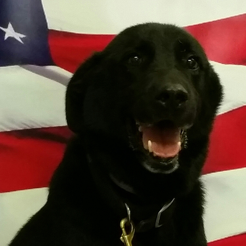 Rico, a member of the 2017 Beagle Brigade.