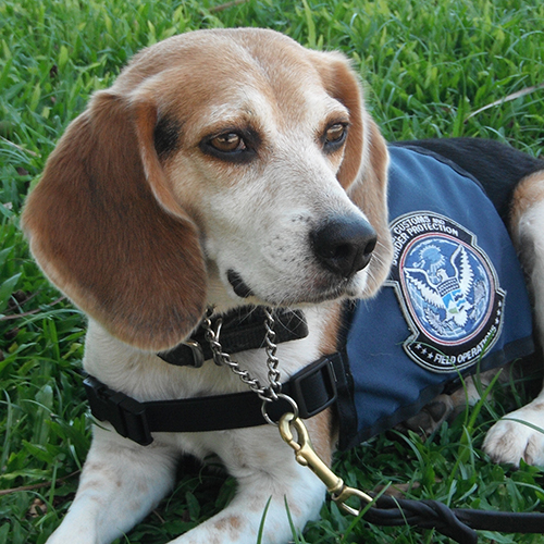 Ringo, a member of the 2017 Beagle Brigade.