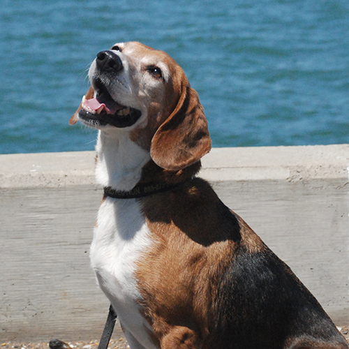 Roscoe, a member of the 2017 Beagle Brigade.