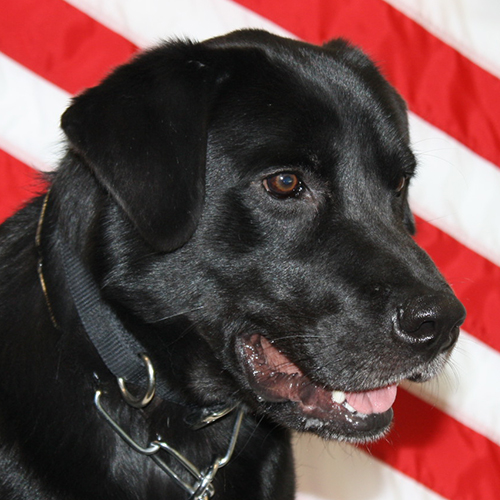 Ryder, a member of the 2017 Beagle Brigade.