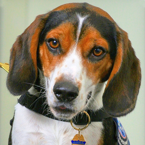 Skipper, a member of the 2017 Beagle Brigade.