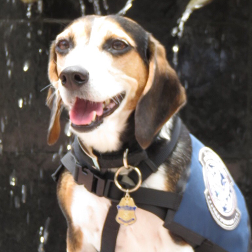 Tess, a member of the 2017 Beagle Brigade.