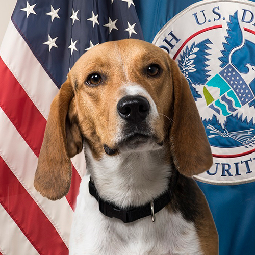 Wade, a member of the 2017 Beagle Brigade.