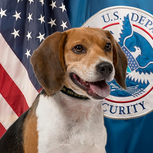Webster, a member of the 2017 Beagle Brigade.