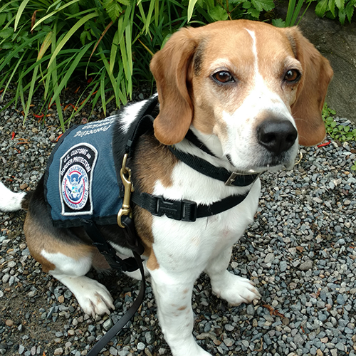 Woodrow, a member of the 2017 Beagle Brigade.
