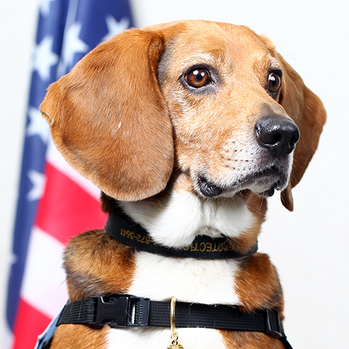 Yodel, a member of the 2017 Beagle Brigade.
