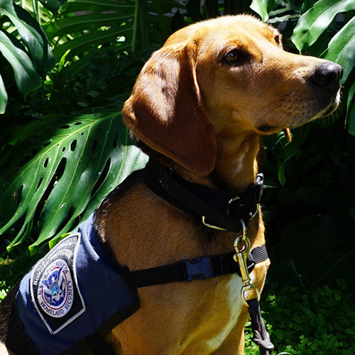 Becka, a member of the 2018 Beagle Brigade.