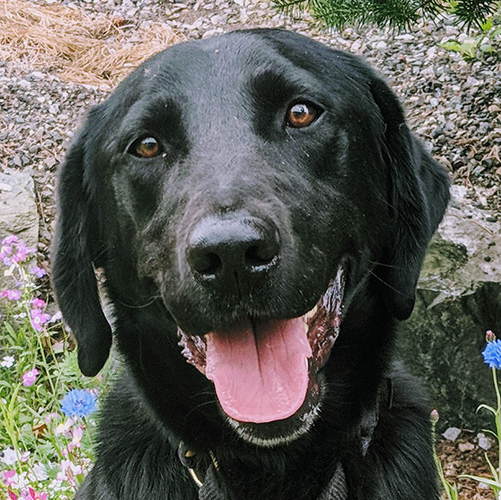 Blu, a member of the 2018 Beagle Brigade.