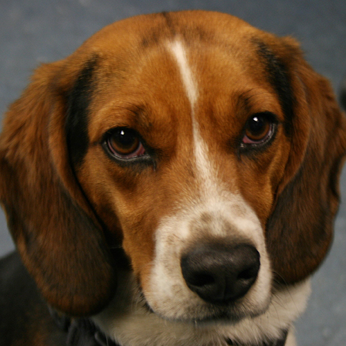 Brodie, a member of the 2018 Beagle Brigade.