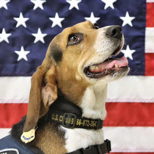 Bruce, a member of the 2018 Beagle Brigade.