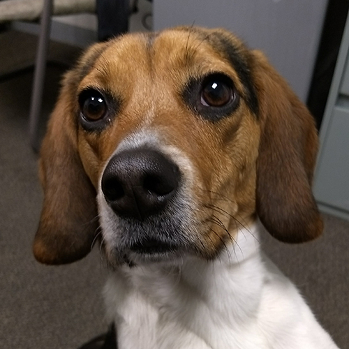 Burnie, a member of the 2018 Beagle Brigade.