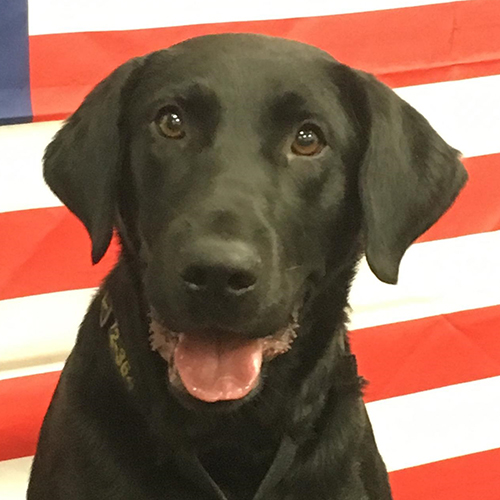 Capo, a member of the 2018 Beagle Brigade.