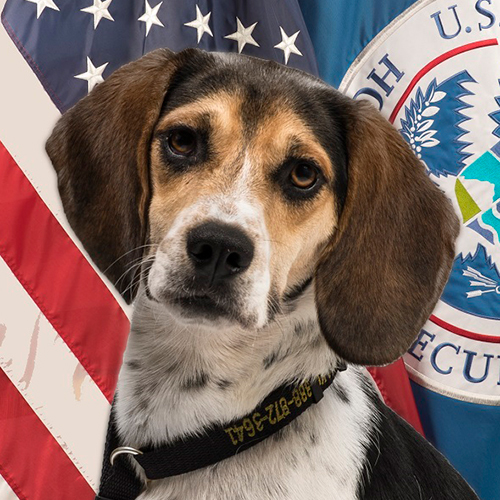 Chevee, a member of the 2018 Beagle Brigade.
