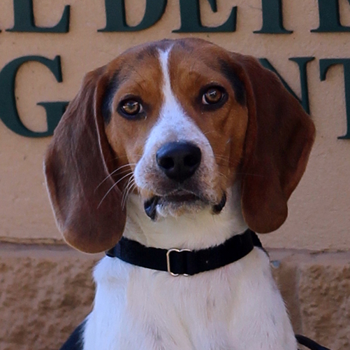 Farley, a member of the 2018 Beagle Brigade.