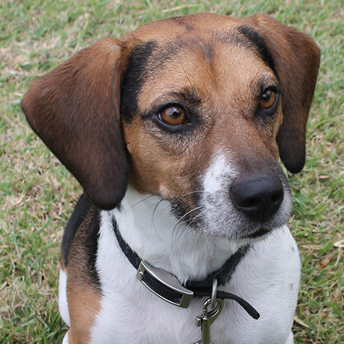 Fresco, a member of the 2018 Beagle Brigade.