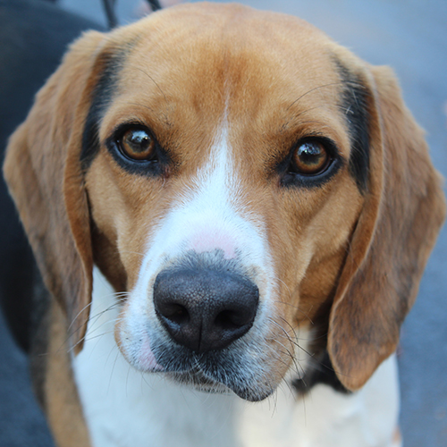 Haire, a member of the 2018 Beagle Brigade.