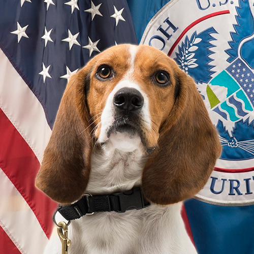 Hardy, a member of the 2018 Beagle Brigade.
