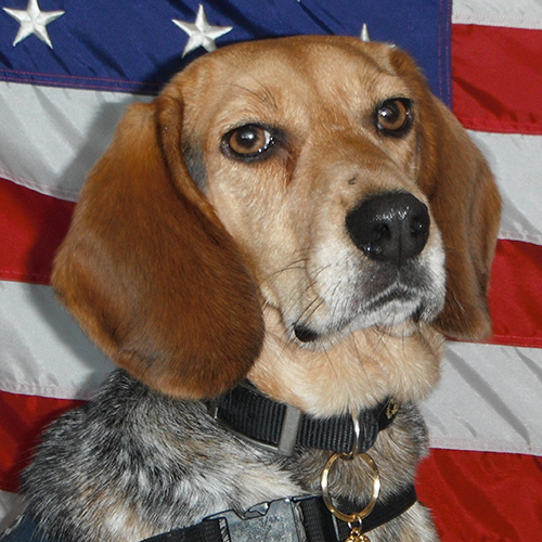 Haven, a member of the 2018 Beagle Brigade.