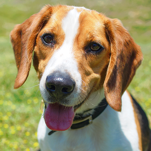 Kody, a member of the 2018 Beagle Brigade.