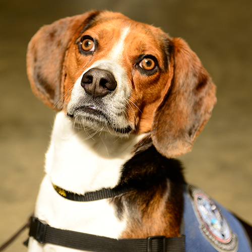 Kooper, a member of the 2018 Beagle Brigade.