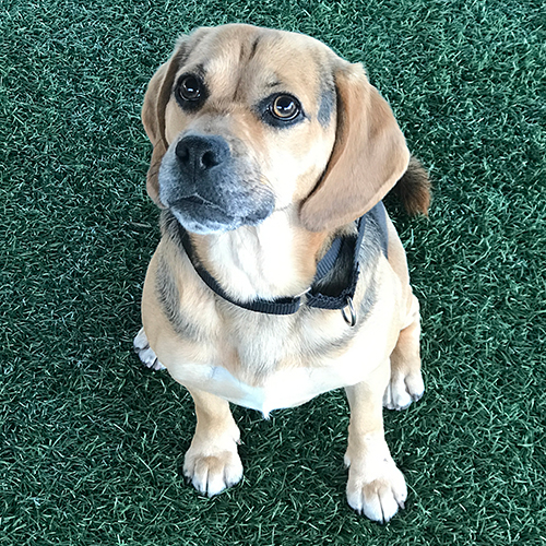 Millie, a member of the 2018 Beagle Brigade.