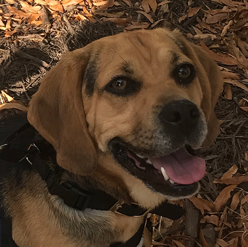 Millie, a member of the 2018 Beagle Brigade.
