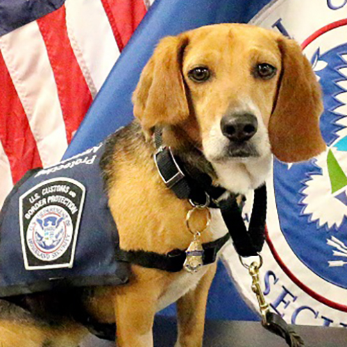 Murray, a member of the 2018 Beagle Brigade.