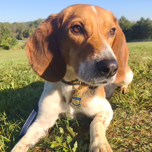 Nikky, a member of the 2018 Beagle Brigade.
