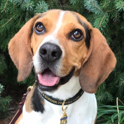 Potter, a member of the 2018 Beagle Brigade.