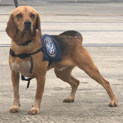 Robin, a member of the 2018 Beagle Brigade.