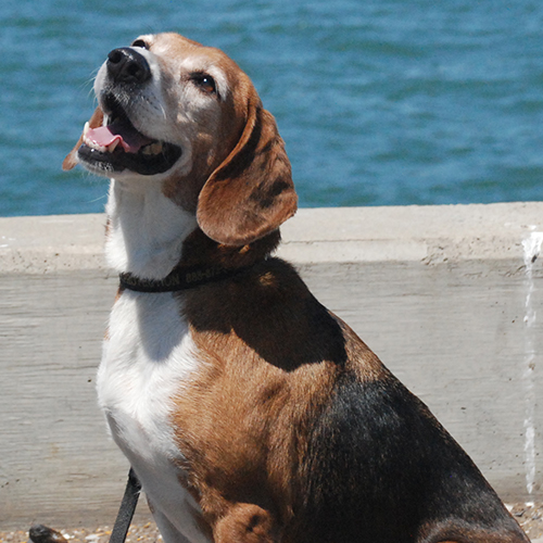 Roscoe, a member of the 2018 Beagle Brigade.