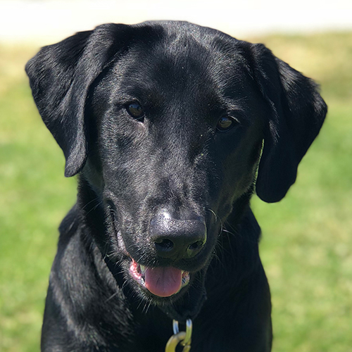 Rylie, a member of the 2018 Beagle Brigade.