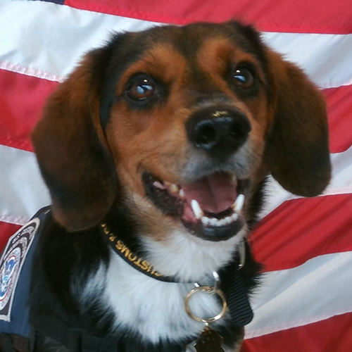 Tomas, a member of the 2018 Beagle Brigade.