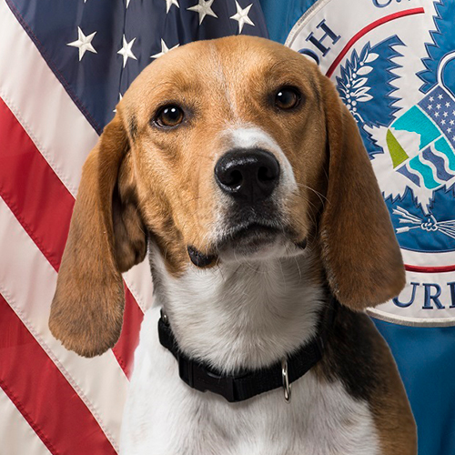 Wade, a member of the 2018 Beagle Brigade.