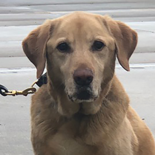 Yeller, a member of the 2018 Beagle Brigade.