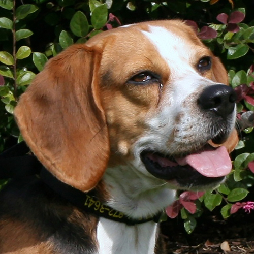 Zorro, a member of the 2018 Beagle Brigade.