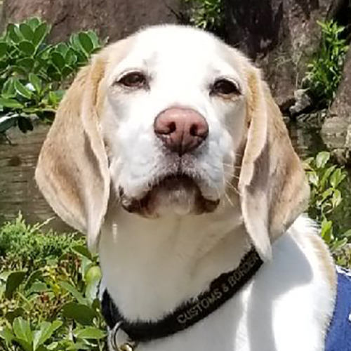 Baymon, a member of the 2019 Beagle Brigade.
