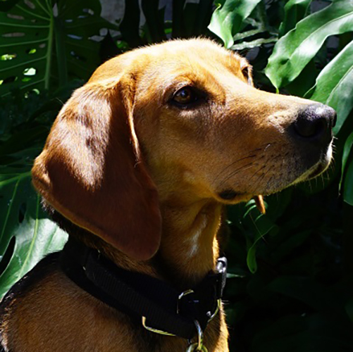 Becka, a member of the 2019 Beagle Brigade.