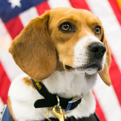 Betsy, a member of the 2019 Beagle Brigade.