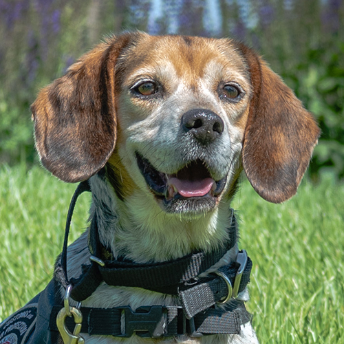 Bisket, a member of the 2019 Beagle Brigade.