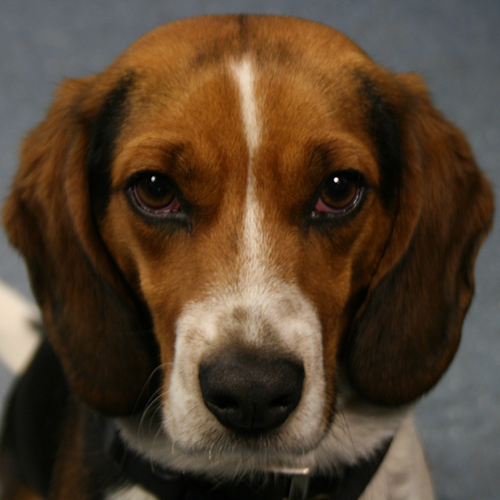 Brodie, a member of the 2019 Beagle Brigade.