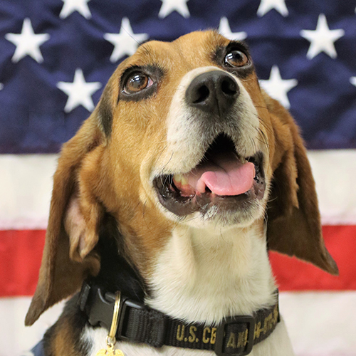 Bruce, a member of the 2019 Beagle Brigade.