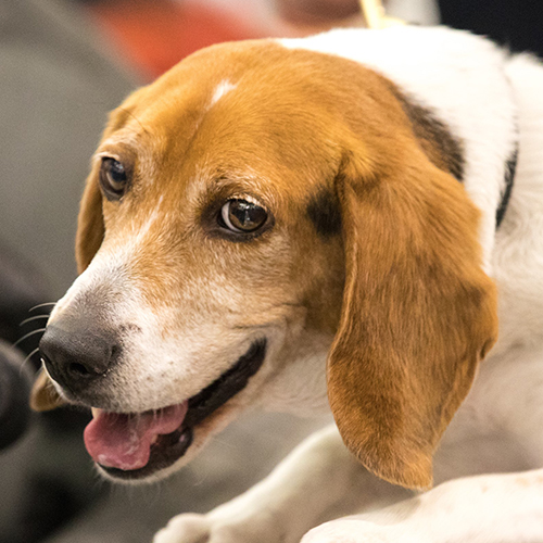 Bryce, a member of the 2019 Beagle Brigade.