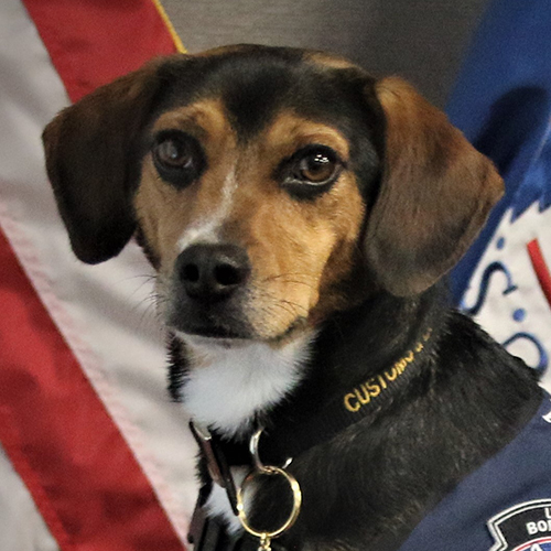 Bud-E, a member of the 2019 Beagle Brigade.